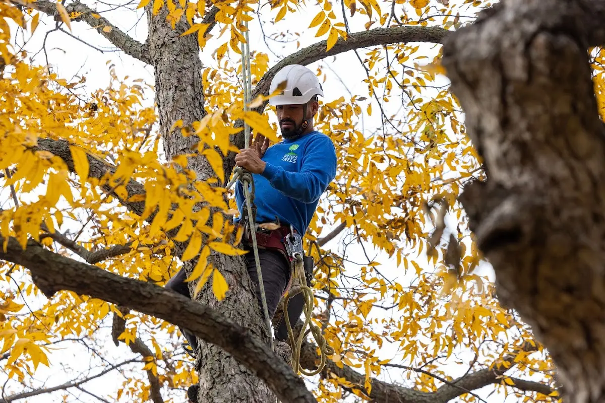 Skilled Tree Planting crew working in Lodi