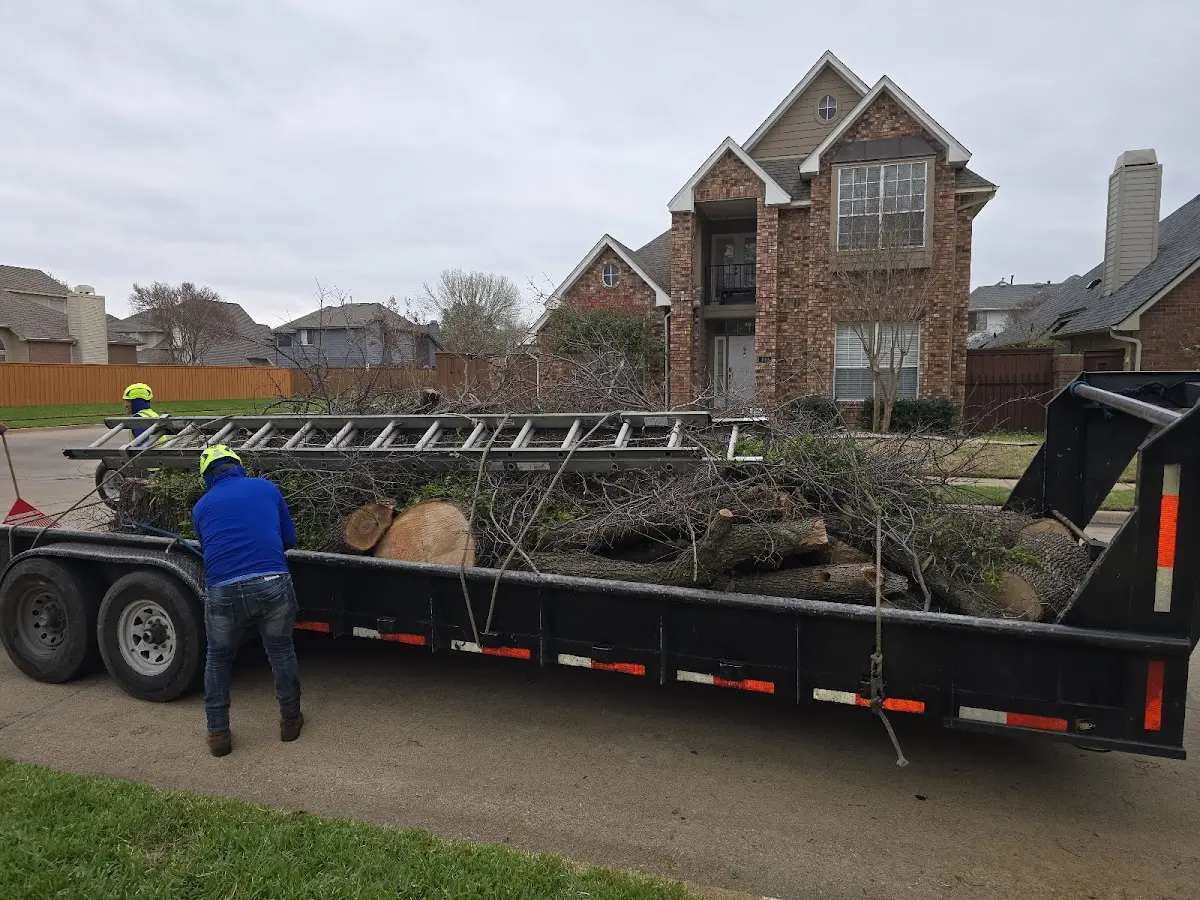 Expert Tree Pest Control with proper safety equipment in Lodi